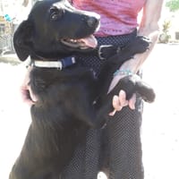 DIANA, chienne à adopter
