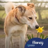 Honey, female dog to adopt