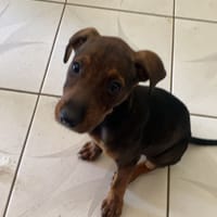 LOLA, chienne à adopter