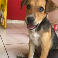 S.J, chienne à adopter