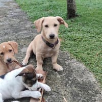 Miko le chien qu'il vous faut !, chien à adopter