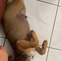 PATRCIK, chien à adopter