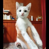 OBY, chat à adopter