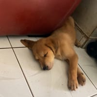 BASIROU, chien à adopter