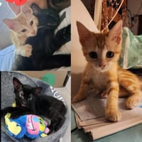 ALOHA & BAGHEERA, chatte à adopter