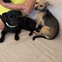 Mini luna !, chienne à adopter