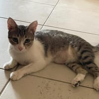CALIE, chatte à adopter