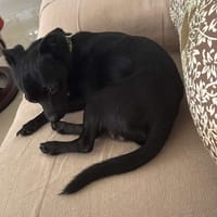 Mini MOKA !, chien à adopter