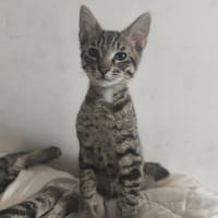 NUAGE, chat à adopter