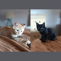 ARTI et AZUR, chatte à adopter
