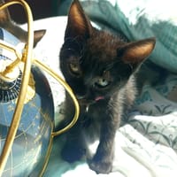 KAALO, chat à adopter