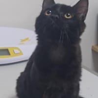 Fluffly, chat à adopter