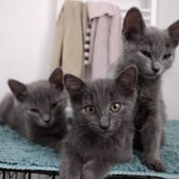 Bonnie, Rose et Jack, chat à adopter