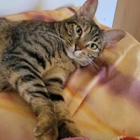 Verspielte Roxy, Katze zur Adoption