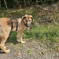 Leander - liebenswerter Lausbub, Hund zur Adoption