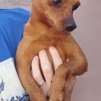 Franzl - lieber freundlicher Pinscherbub, Hund zur Adoption