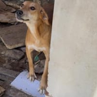 Mirko, kleiner Held sucht großes Herz, Hund zur Adoption