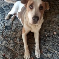 Crystal, Hündin zur Adoption