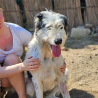 Ursa, unser großes, süßes Mädchen, Hündin zur Adoption