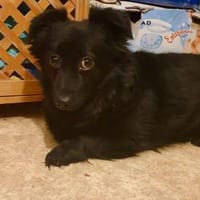 Kimi - braucht Zeit, Hund zur Adoption