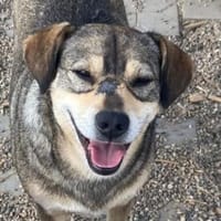💖 Sanfte Ema  bereit für ihr Happy End, Hündin zur Adoption