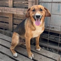 Foxi - aufgeschlossen, lieb, treu, Hund zur Adoption