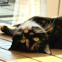 Zwei Schmusetiger suchen gem. Zuhause, Katze zur Adoption