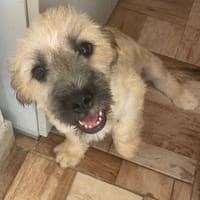 süßer Welpe Oscar sucht Dich!, Hund zur Adoption