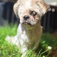 NANNI- liebes Seelchen sucht Gnadenplatz, Hündin zur Adoption