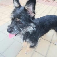 Bezaubernde Daisy sucht ihr Glück, Hündin zur Adoption
