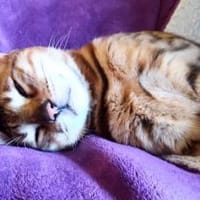 verspielte, kinderliebe Bengal- Kätzin,, Katze zur Adoption