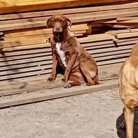 Niemand sieht Lala, sie gibt auf, Hündin zur Adoption
