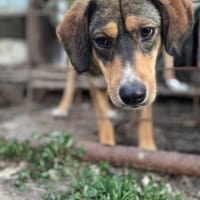 Edvard - lieb, sanft, treu, Hund zur Adoption