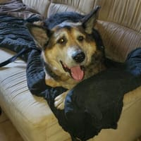 Arimmo sucht seine Familie 🥰🥰, Hund zur Adoption