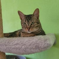 Liebe Rina, Katze zur Adoption