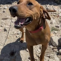 Bubica, Energie pur, Liebe inklusive, Hündin zur Adoption