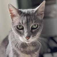 Ombretta möchte Ihr Herz erobern, Katze zur Adoption
