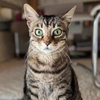 Ortensia sucht neues Zuhause, Katze zur Adoption