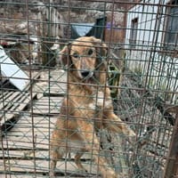 Milicica, träumt von einem Körbchen, Hündin zur Adoption