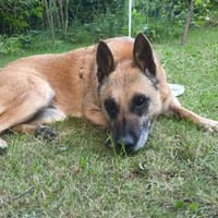 🆘🆘🆘 RUBY in 91616 Neusitz 🆘🆘🆘🍀, Hündin zur Adoption
