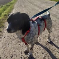 Lennox - der kleine Jagdhund, Hund zur Adoption