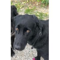 Amor - wartet in 91083 Baiersdorf, Hund zur Adoption