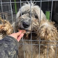 Herdenschutzhund Zorba sucht zu Hause, Hund zur Adoption