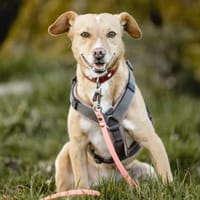 LARA - lernwillige sportliche Lady, Hündin zur Adoption