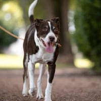 Cayo, 5 Jahre, sucht passenden Deckel, Hund zur Adoption