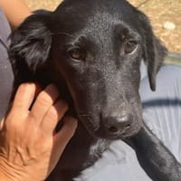 schwarze Maus sucht ein Zuhaus ❤, Hündin zur Adoption