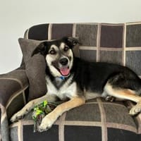 Energiebündel Vincent sucht Zuhause, Hund zur Adoption