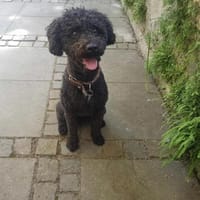 MISSY sucht ihr  Für-immer-Zuhause, Hündin zur Adoption
