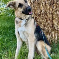 Kara, lernwillig, offen, verträglich, Hündin zur Adoption