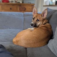Lustige Bibi sucht ihre Couch ;), Hündin zur Adoption